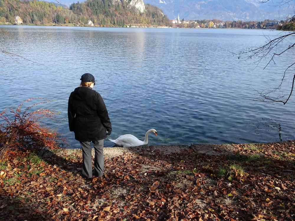 Swan, Lake Bled Slovenia