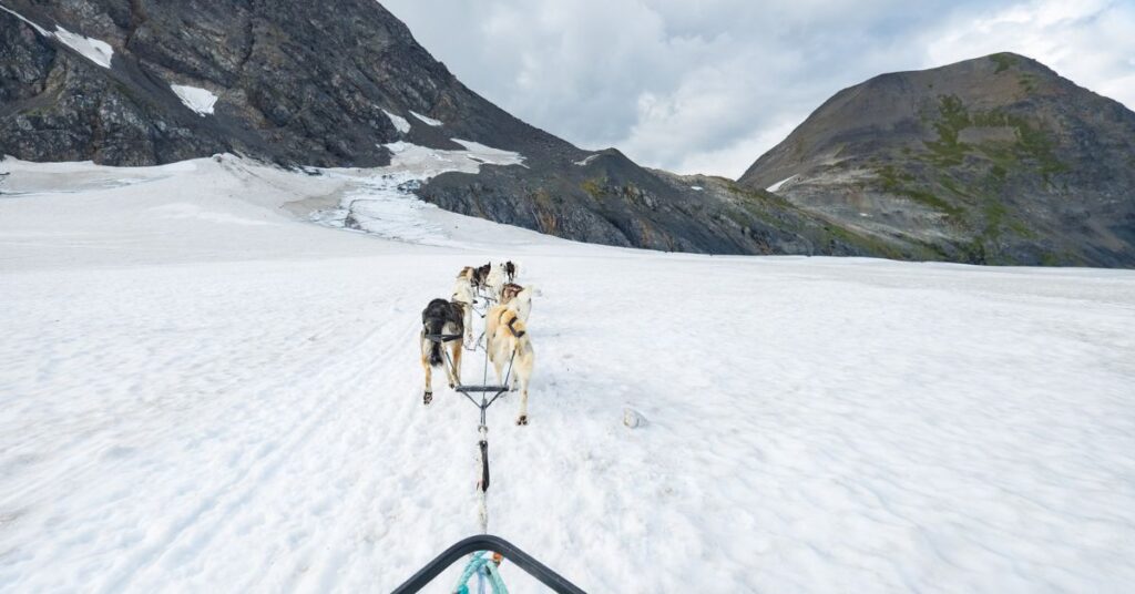 Dog Sledding tour in Alaska