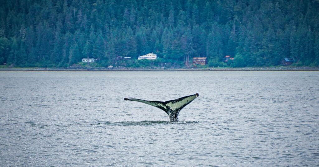 Whale Watching in Alaska