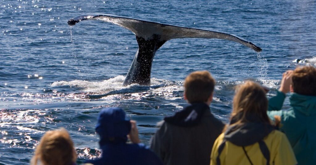 Whale Watching Tour in Alaska